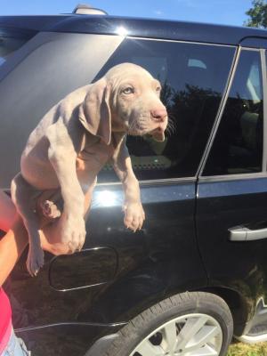   Weimaraner Puppies For Adoption To Any Caring Home  