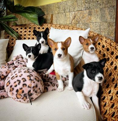  Male and Female Basenji puppies   - Brisbane Dogs, Puppies