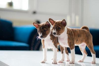  Male and Female Basenji puppies   - Brisbane Dogs, Puppies