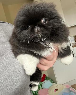 purebred Pekingese Puppies Available    - Brisbane Dogs, Puppies