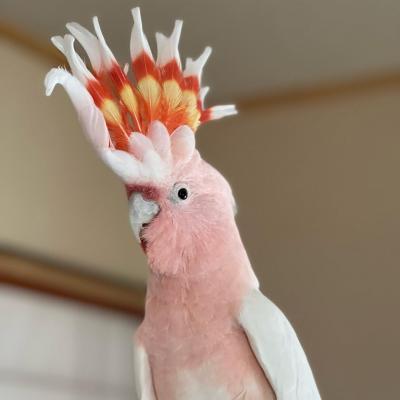   Major Mitchell's cockatoo Available - Brisbane Birds