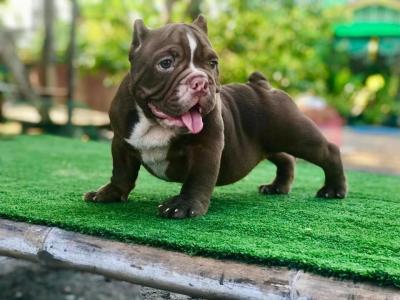   American Bully puppies for sale  - Brisbane Dogs, Puppies