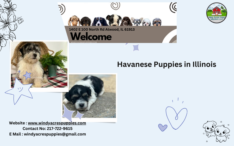 Havanese Puppies – Hypoallergenic & Full of Love