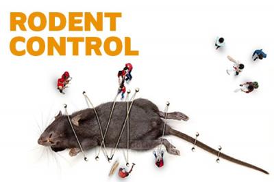 Say Goodbye to Rodents with Expert Control Services in Dubai!