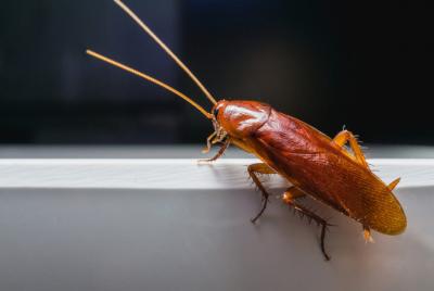 Professional Cockroaches Control Services in Dubai!