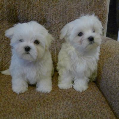 Two Teacup Maltese Puppies Needs a New Family