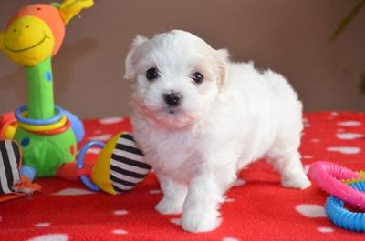 Two Top Class Maltese Puppies Available