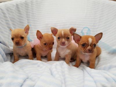 Nice and Healthy Chihuahua Puppies Available