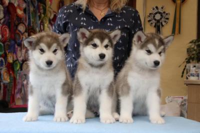 Sweet Siberian Husky Puppies