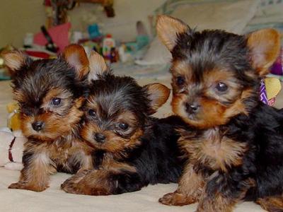 Cute Yorkie puppies - Dubai Dogs, Puppies