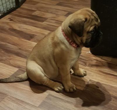 AKC Bully Puppy - Dubai Dogs, Puppies