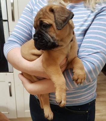 AKC Bully Puppy - Dubai Dogs, Puppies