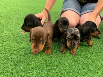 Special little Dashund puppies - Dubai Dogs, Puppies