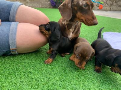 Special little Dashund puppies - Dubai Dogs, Puppies