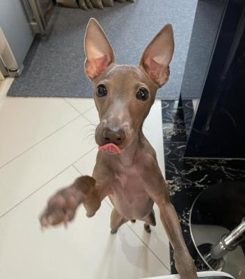   Italian Greyhound puppies - Kuwait Region Dogs, Puppies