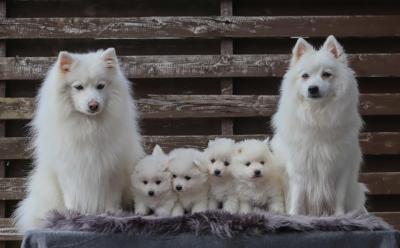  Japanese Spitz puppies - Kuwait Region Dogs, Puppies