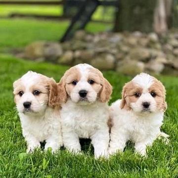 Cavapoo puppies  - Kuwait Region Dogs, Puppies