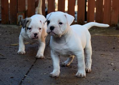 Ameriucan Pitbuill puppies - Kuwait Region Dogs, Puppies