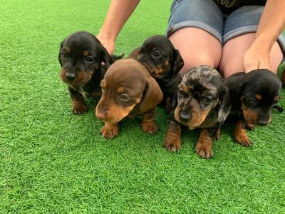Special little Dashund puppies - Kuwait Region Dogs, Puppies