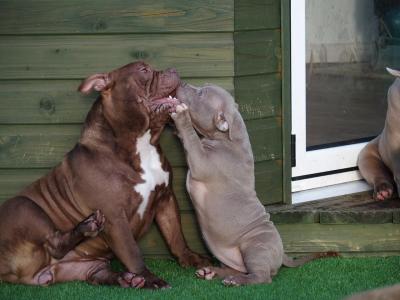 AKC Bully Puppy  - Kuwait Region Dogs, Puppies