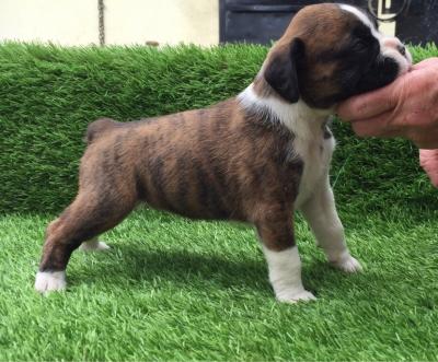 Home Trained Boxer Puppies - Kuwait Region Dogs, Puppies