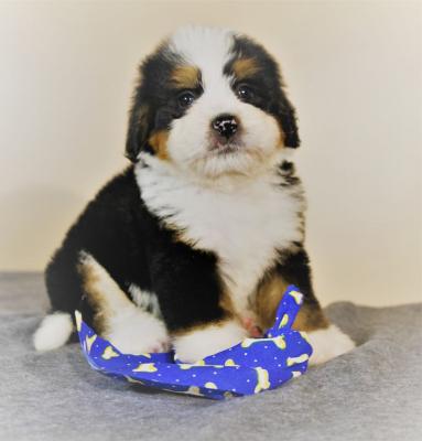Cute looking Bernedoodles - Kuwait Region Dogs, Puppies