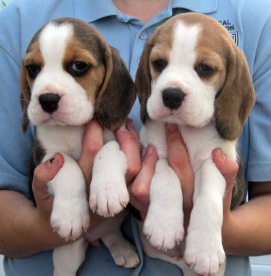 Gorgeous Beagle Puppies - Kuwait Region Dogs, Puppies