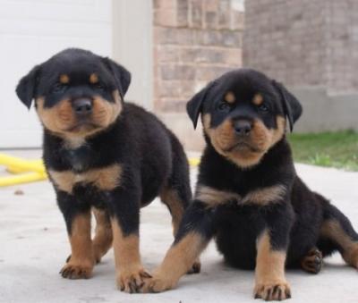Top Quality Rottweiler Puppies - Kuwait Region Dogs, Puppies