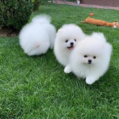 Free Pomeranians Puppies - Kuwait Region Dogs, Puppies