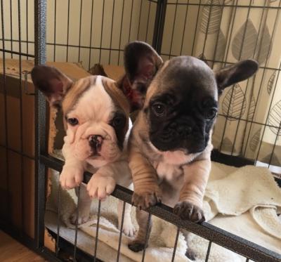 Charming French Bulldogs - Kuwait Region Dogs, Puppies