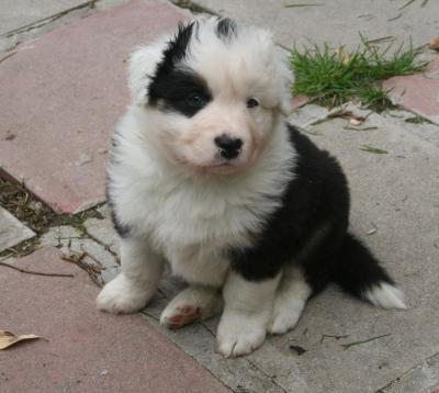 Fabulous Australian Shepherd Puppies - Kuwait Region Dogs, Puppies
