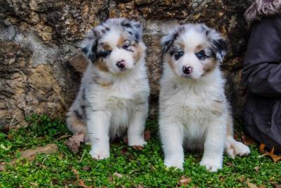 Australian Shepherd - Kuwait Region Dogs, Puppies