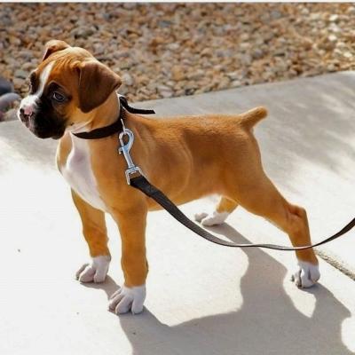 Cute Boxer Puppies - Kuwait Region Dogs, Puppies