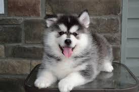 ACA Siberian Husky - Kuwait Region Dogs, Puppies