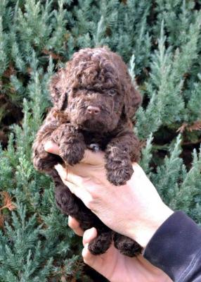 Chiots Lagotto Romagnolo - Paris Dogs, Puppies