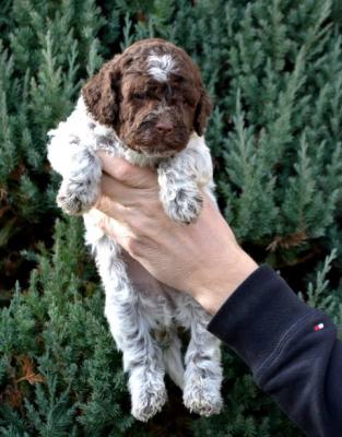 Chiots Lagotto Romagnolo - Paris Dogs, Puppies