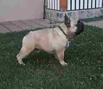 French bulldog - Vienna Dogs, Puppies