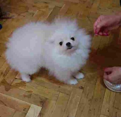 Beautiful Pomeranians from BOO - Vienna Dogs, Puppies