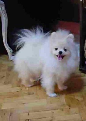 Beautiful Pomeranians from BOO - Vienna Dogs, Puppies
