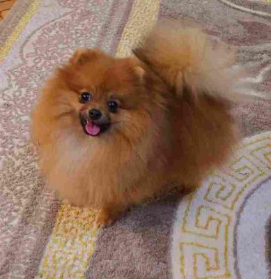 Beautiful Pomeranians from BOO - Vienna Dogs, Puppies