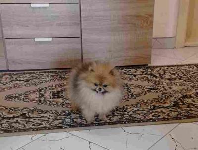 Purebred Pomeranian female - Vienna Dogs, Puppies