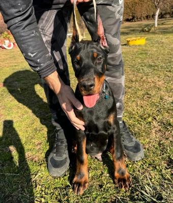 Doberman - Vienna Dogs, Puppies