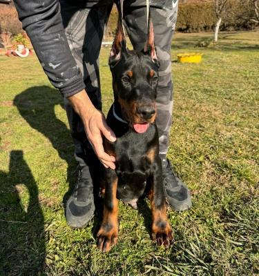 Chiots Doberman - Paris Dogs, Puppies