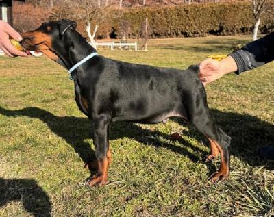 Chiots Doberman - Paris Dogs, Puppies