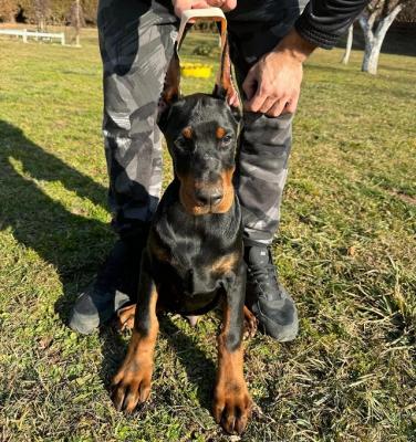 Chiots Doberman - Paris Dogs, Puppies