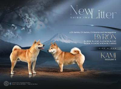 Shiba inu puppies of champion origin