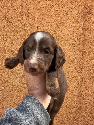 Langhaarige Mini-Dackelwelpen - Zurich Dogs, Puppies