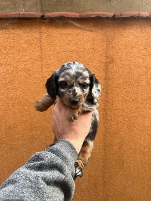 Langhaarige Mini-Dackelwelpen - Zurich Dogs, Puppies