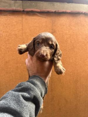 Langhaarige Mini-Dackelwelpen - Zurich Dogs, Puppies