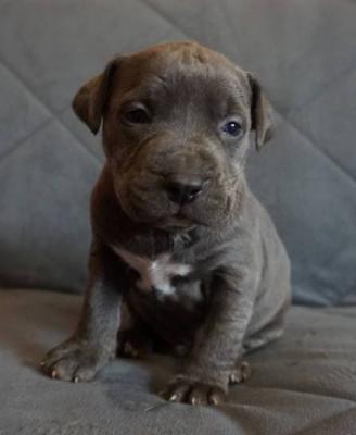 Pitbull Terrier Welpen - Vienna Dogs, Puppies